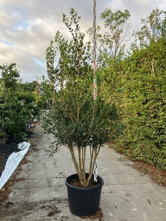Osmanthus heterophyllus = aquifolium 200-225 cm cont. 90L multi-stem - image 2