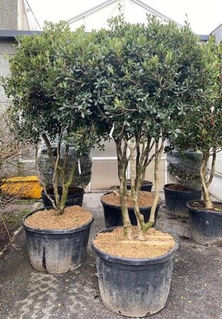 Osmanthus heterophyllus = aquifolium 200-250 cm cont. 230L meerstammig