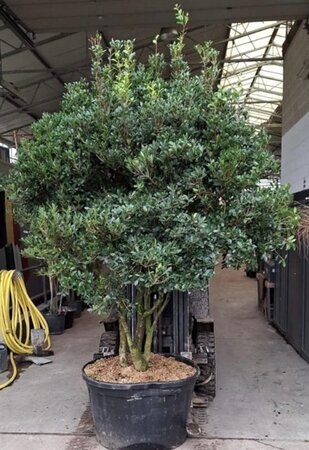 Osmanthus heterophyllus = aquifolium 250-300 cm cont. 290L multi-stem