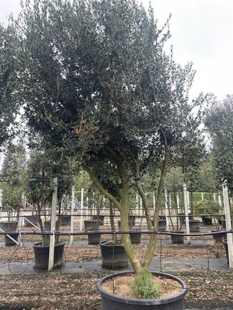 Osmanthus heterophyllus = aquifolium 350-400 cm cont. 500L meerstammig