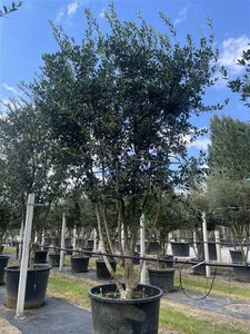 Osmanthus heterophyllus = aquifolium 350-400 cm cont. 500L meerstammig - afbeelding 2