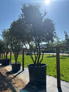 Osmanthus heterophyllus = aquifolium 350-400 cm cont. 500L multi-stem
