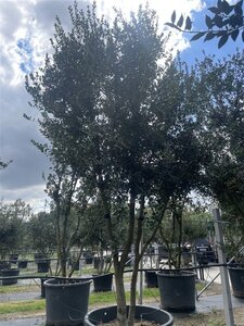 Osmanthus heterophyllus = aquifolium 400-450 cm cont. 500L meerstammig