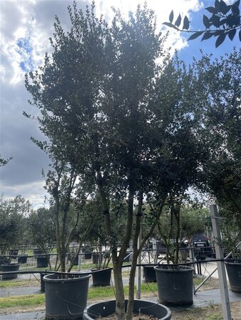 Osmanthus heterophyllus = aquifolium 400-450 cm cont. 500L multi-stem