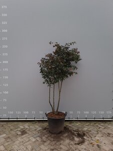 Parrotia persica 'Bella' 160-180 cm container meerstammig bonsai
