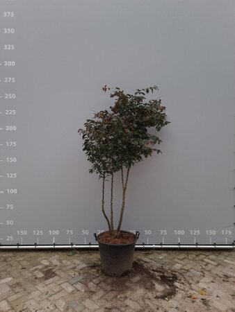 Parrotia persica 'Bella' 160-180 cm container multi-stem bonsai