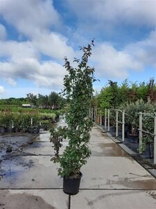 Parrotia persica 'Bella' 175-200 cm container meerstammig paraplu