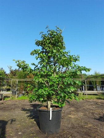 Parrotia persica 'Bella' 175-200 cm container meerstammig paraplu - afbeelding 2
