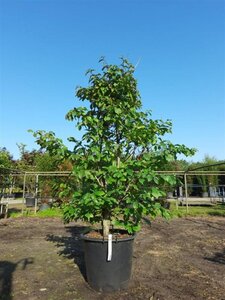 Parrotia persica 'Bella' 175-200 cm container meerstammig paraplu - afbeelding 2