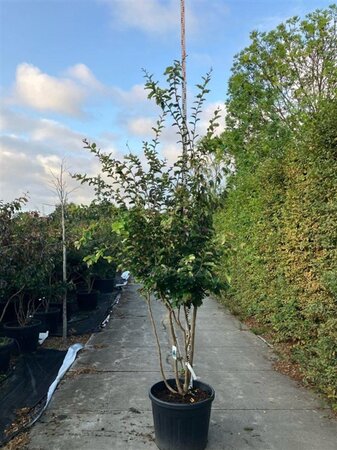 Parrotia persica 'Bella' 200-225 cm cont. 90L meerstammig - afbeelding 1