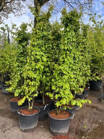 Parrotia persica 'Bella' 225-250 cm container meerstammig