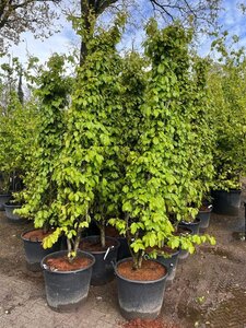 Parrotia persica 'Bella' 225-250 cm container meerstammig