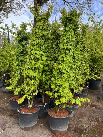 Parrotia persica 'Bella' 225-250 cm draadkluit meerstammig