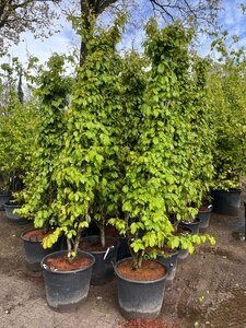 Parrotia persica 'Bella' 225-250 cm draadkluit meerstammig