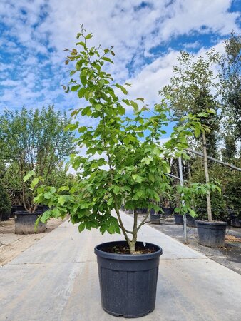Parrotia persica 150-175 cm container meerstammig - afbeelding 4