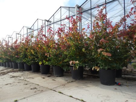 Parrotia persica 150-175 cm container meerstammig - afbeelding 2