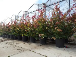 Parrotia persica 150-175 cm container meerstammig - afbeelding 2