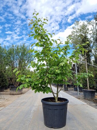 Parrotia persica 150-175 cm container meerstammig - afbeelding 3
