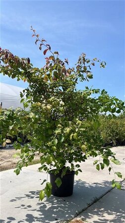 Parrotia persica 175-200 cm cont. 20L meerstammig