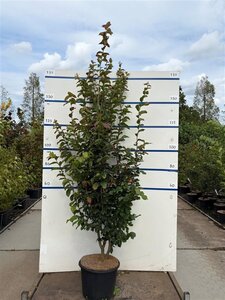 Parrotia persica 175-200 cm cont. 20L meerstammig