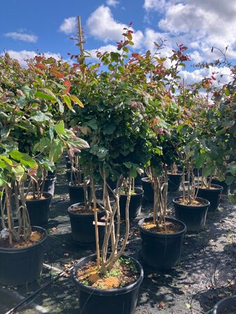 Parrotia persica 175-200 cm cont. 95L meerstammig