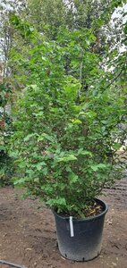 Parrotia persica 175-200 cm container meerstammig - afbeelding 3