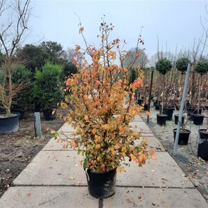 Parrotia persica 175-200 cm container meerstammig - afbeelding 4