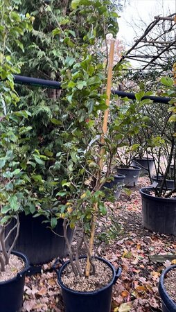 Parrotia persica 175-200 cm container meerstammig