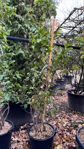 Parrotia persica 175-200 cm container meerstammig