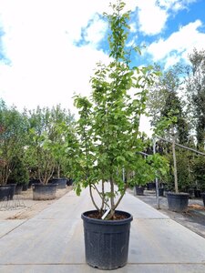 Parrotia persica 175-200 cm container meerstammig - afbeelding 7