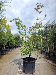Parrotia persica 175-200 cm container meerstammig - afbeelding 6