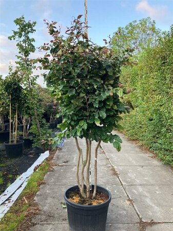Parrotia persica 200-225 cm cont. 90L meerstammig - afbeelding 1