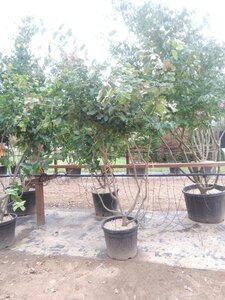 Parrotia persica 200-250 cm cont. 50L meerstammig - afbeelding 1