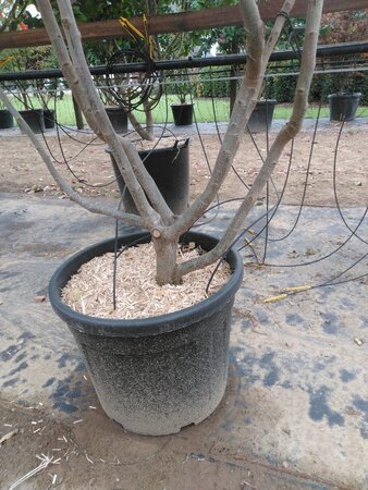 Parrotia persica 200-250 cm cont. 50L meerstammig - afbeelding 2