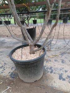 Parrotia persica 200-250 cm cont. 50L meerstammig - afbeelding 2
