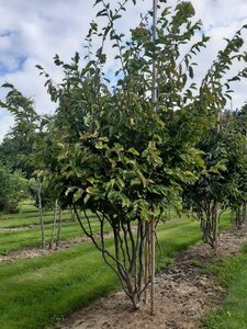 Parrotia persica 200-250 cm draadkluit meerstammig