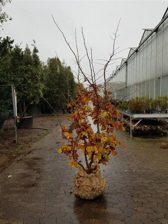 Parrotia persica 200-250 cm draadkluit meerstammig - afbeelding 3