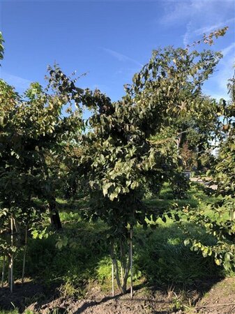 Parrotia persica 200-250 cm draadkluit meerstammig - afbeelding 4