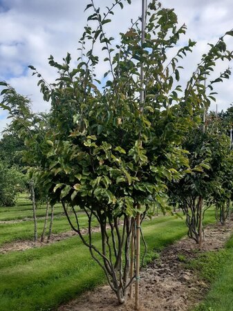 Parrotia persica 200-250 cm draadkluit meerstammig - afbeelding 2