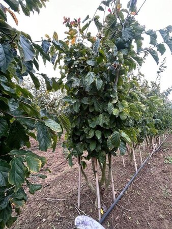 Parrotia persica 200-250 cm draadkluit meerstammig - afbeelding 5