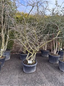 Parrotia persica 250-300 cm cont. 100L meerstammig