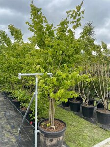 Parrotia persica 250-300 cm cont. 110L meerstammig solitair