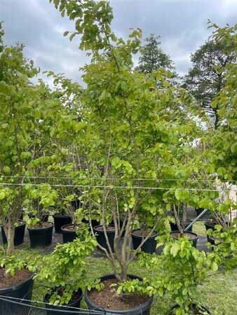 Parrotia persica 250-300 cm cont. 110L meerstammig solitair - afbeelding 2