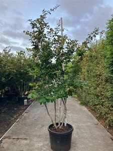 Parrotia persica 250-300 cm cont. 110L meerstammig