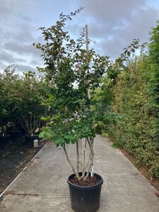 Parrotia persica 250-300 cm cont. 130L meerstammig