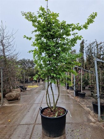 Parrotia persica 250-300 cm cont. 160L meerstammig - afbeelding 1