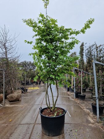 Parrotia persica 250-300 cm cont. 160L meerstammig - afbeelding 2