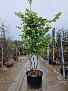Parrotia persica 250-300 cm cont. 160L meerstammig - afbeelding 2