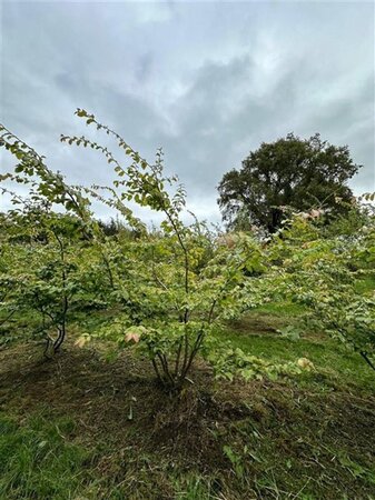 Parrotia persica 250-300 cm draadkluit meerstammig extra - afbeelding 8
