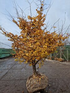 Parrotia persica 250-300 cm draadkluit meerstammig extra